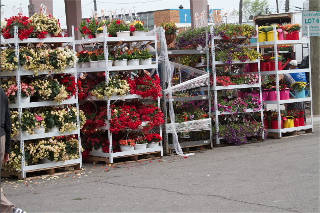 Flower Racks of Eastern Market Detroit 2